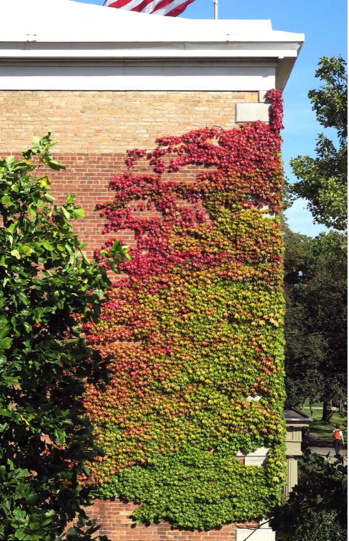 boston ivy